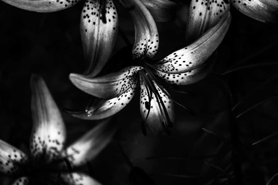 Blumenfoto: Lilie in Schwarz-Weiss (depositphoto.com)