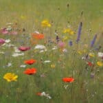 lll Blumenwiese malen | | kreative-kunsttechniken.de