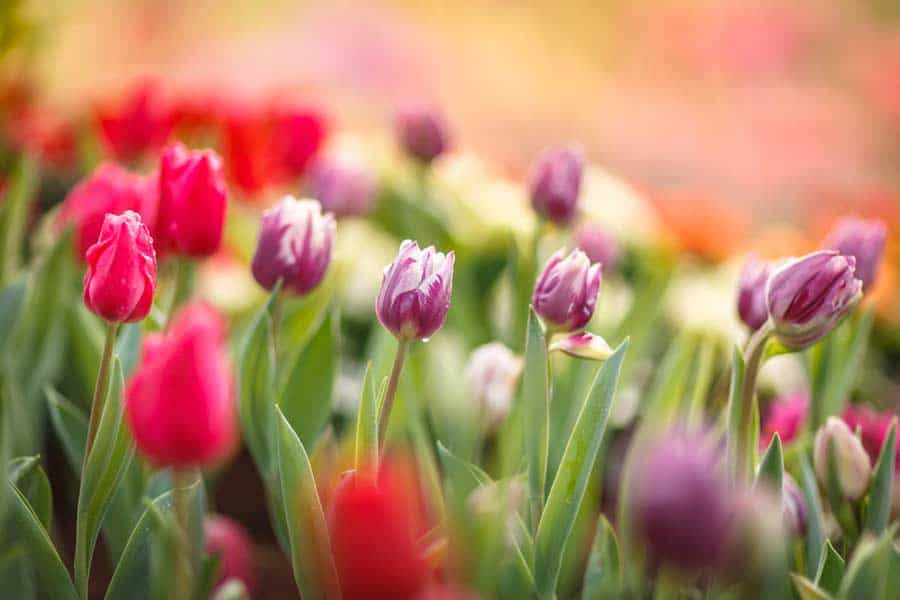 Farbfoto Tulpen mit Tiefenschärfe (depositphoto.com) Farbfoto Tulpen mit Tiefenschärfe (depositphoto.com)