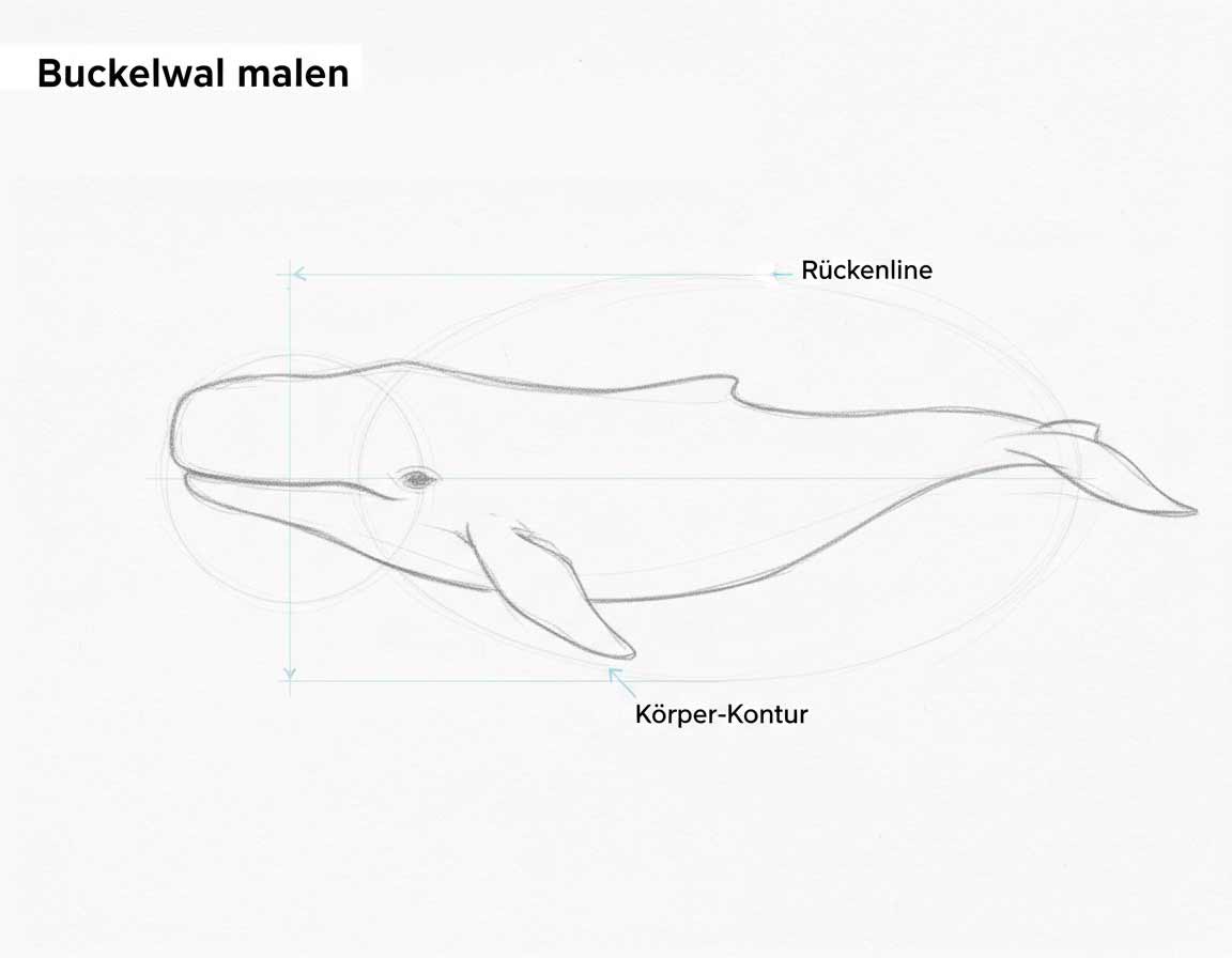 Wie man einen Buckelwal zeichnet - erste Schritte Wie man einen Buckelwal zeichnet - erste Schritte